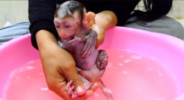 How To Safely Bathe A Baby Monkey A Step By Step Guide Unique Ideas